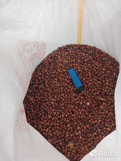 Свежий Кедровый орех (Урожай 2022)