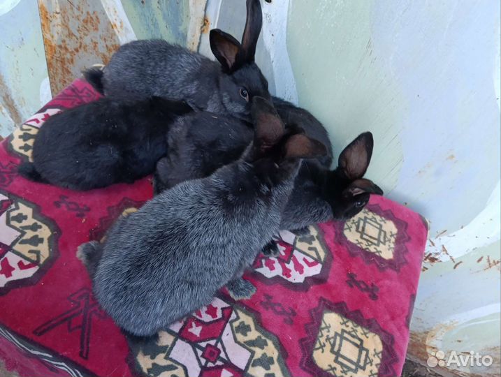 Серебро крольчата
