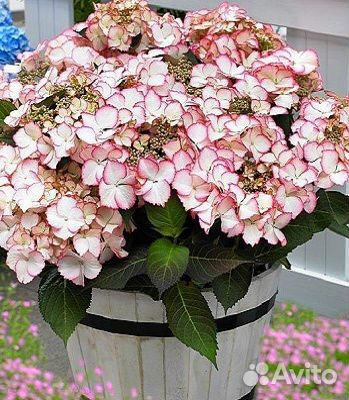 Гортензия шарм