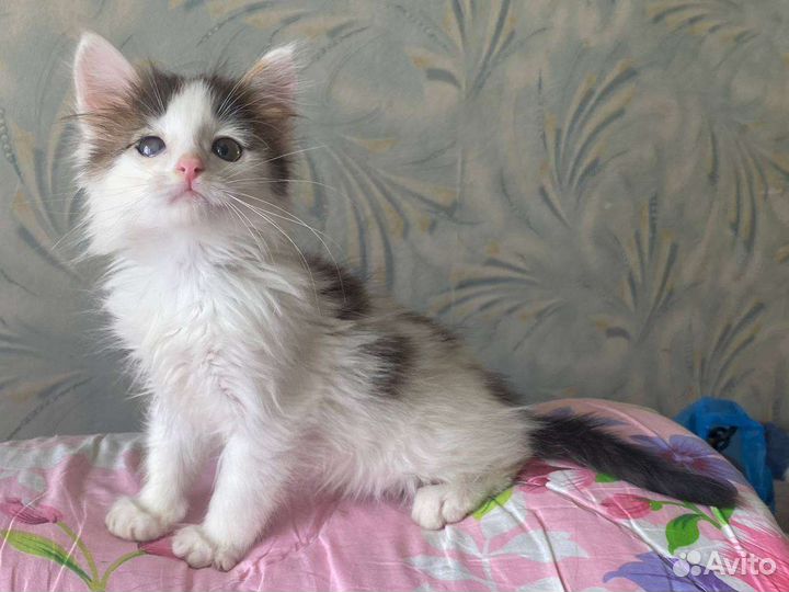 Очень ласковый котенок