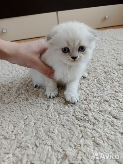 Шотландский котик