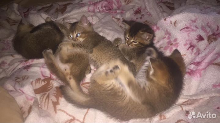 Котята абиссинские