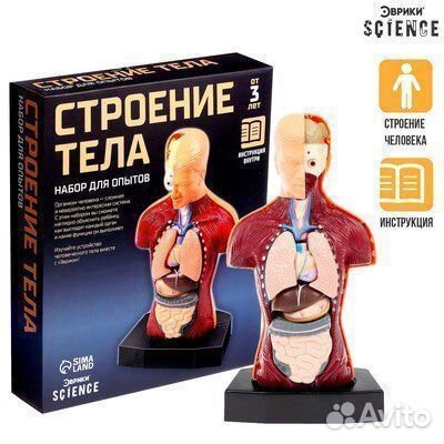 Научный опыт «Строение тела» 2 вида