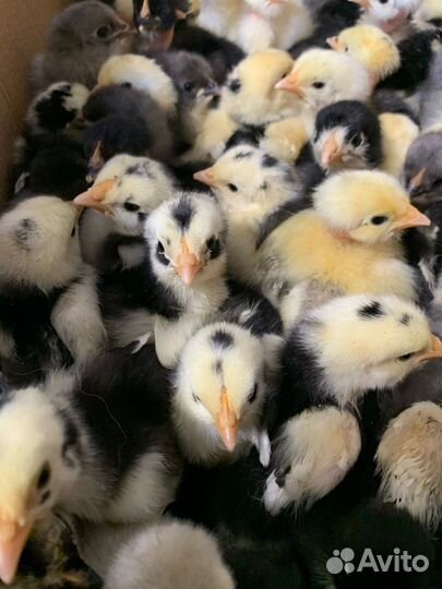 Цыплята