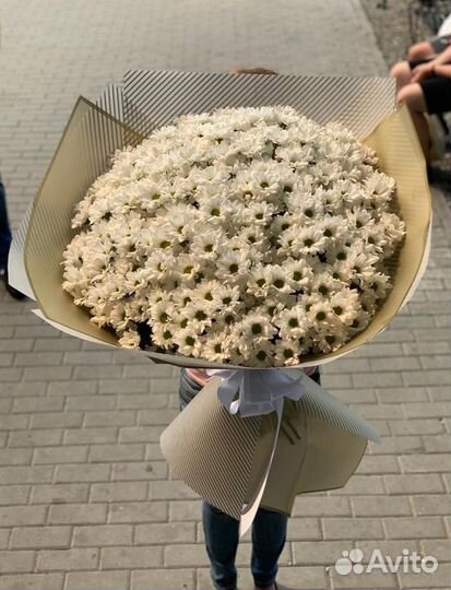 Хризантема