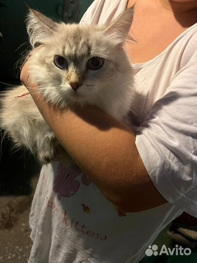 Сибирская кошечка