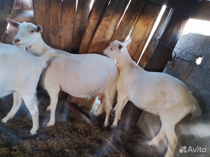 Козы доенные и телята