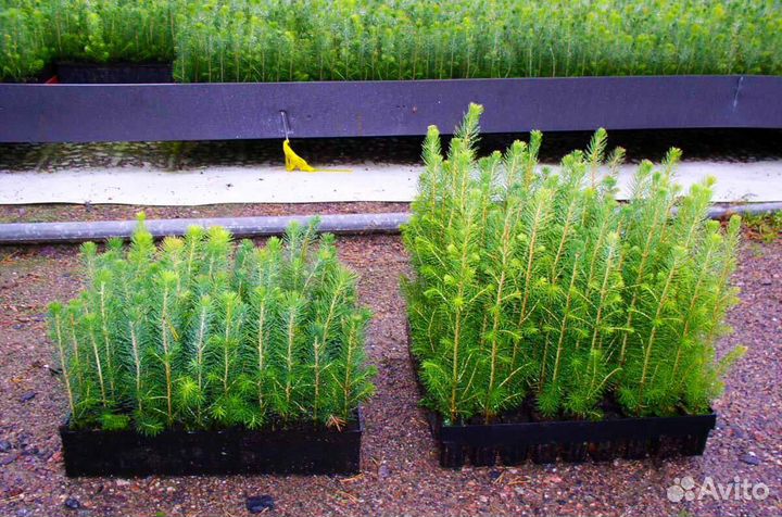 Саженцы сосны обыкновенной зкс оптом