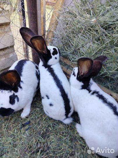 Кролы, немецкий строкач