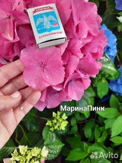 Гортензия крупнолистная саженцы