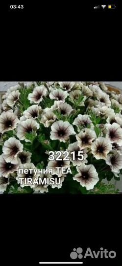 Петуния (весна 2024)