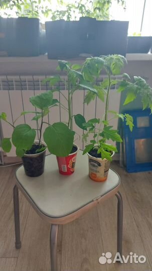 Продажа рассады