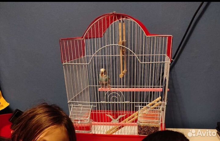 Продается клетка для попугая с наполнением
