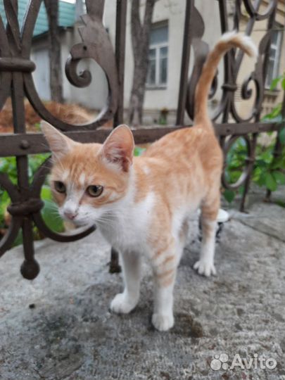 Нужен дом котику