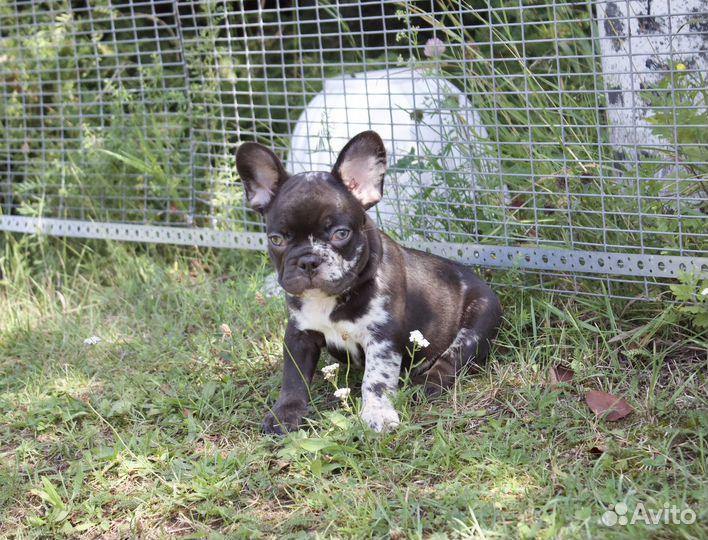 Французский бульдог