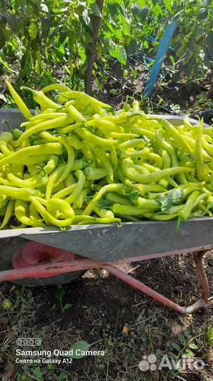 Перец острый