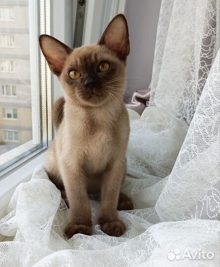 Бурманские котята