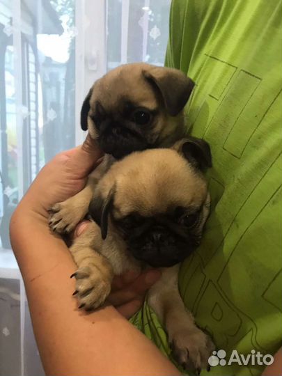 Щенки мопса