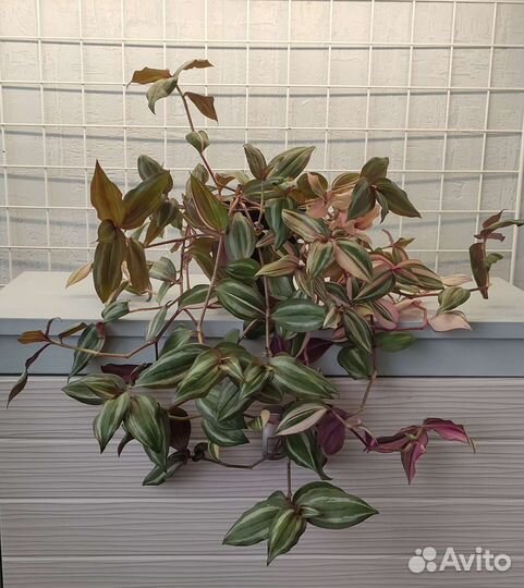 Традесканция мультиколор размер 45*45