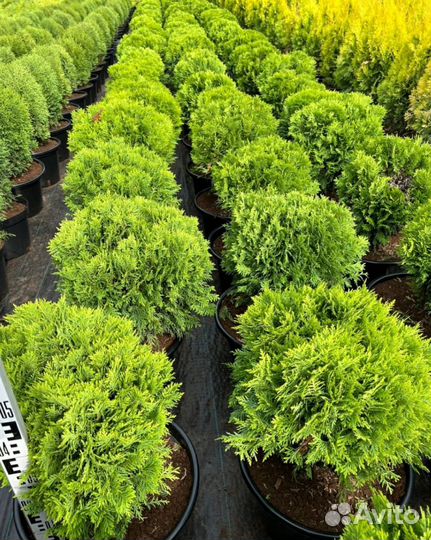 Туя западная 