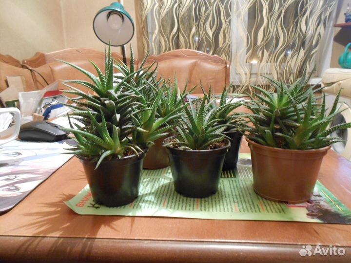 Хавортия суккулент кактус