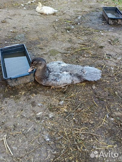 Петухи/утки/цесарки/гуси