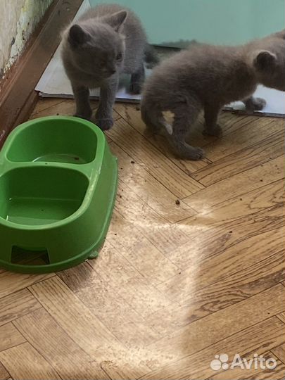 Британская кошка