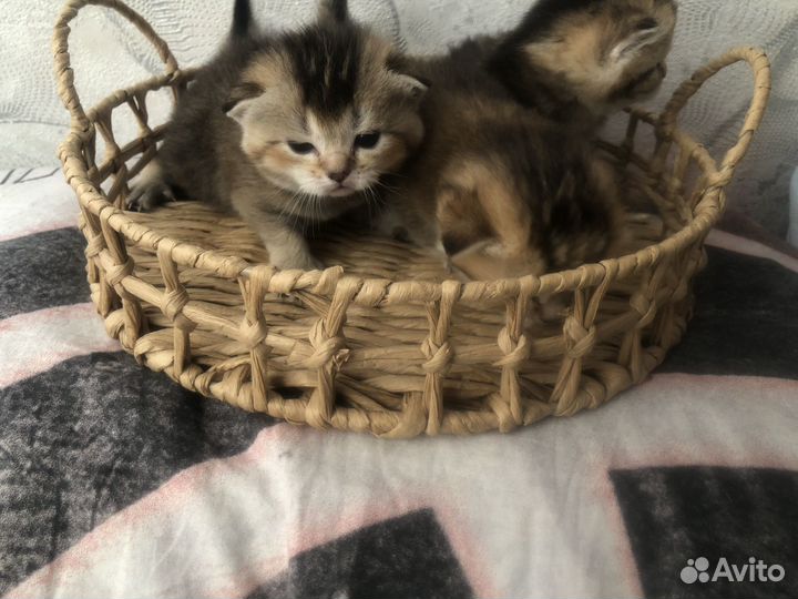 Шотландские котята