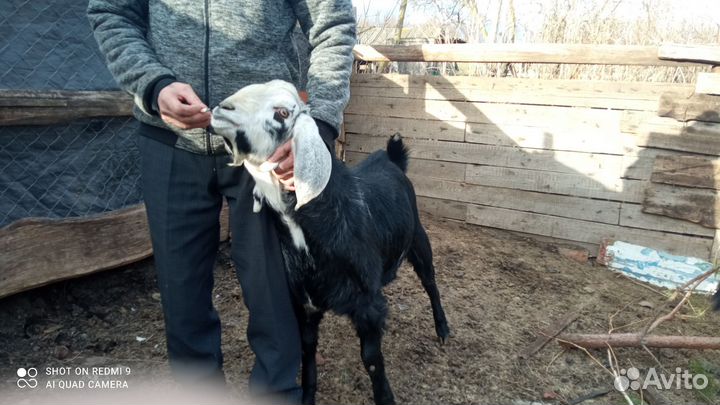 Козел для вязки