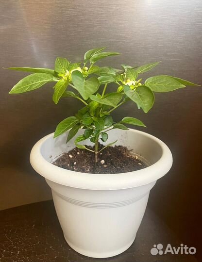 Перец острый