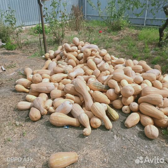 Тыква оптом в с Киевское