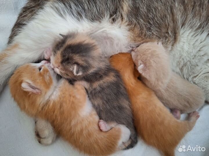 Котята в добрые руки мальчики рыжие