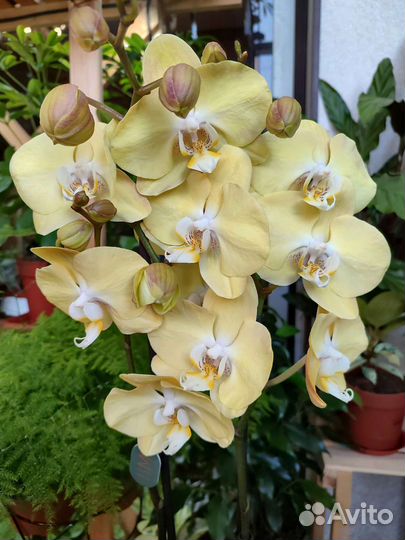Жёлтая орхидея фаленопсис
