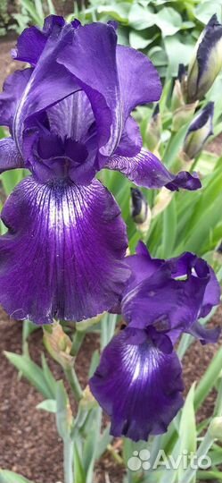 Ирис сотовой,крупный,высокий