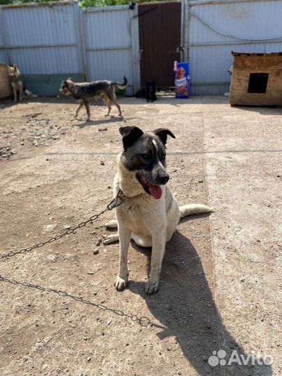 Собака в добрые руки