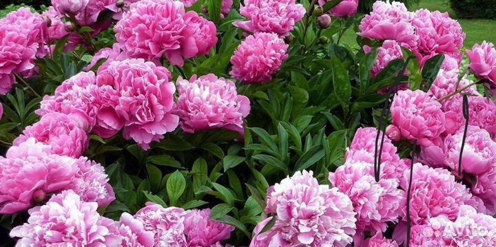 Корни пионов оптом. Голландия