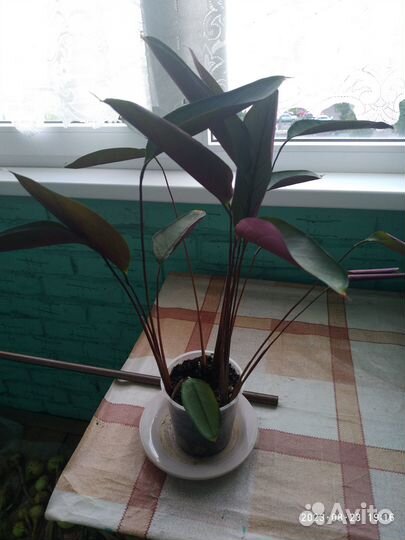 Продам цветы комнатные