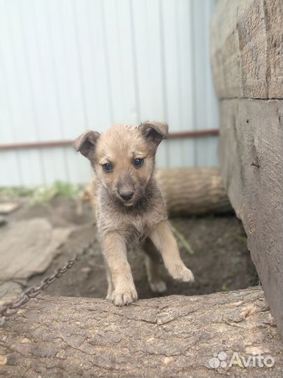 Щенок лайки