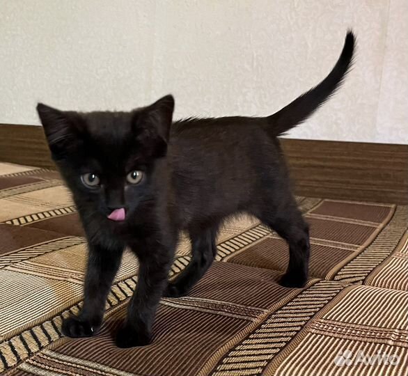 Котенок в добрые руки