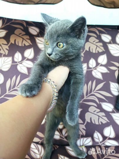 Кот