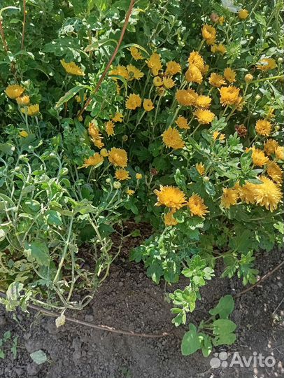 Хризантема, цветы для дачи