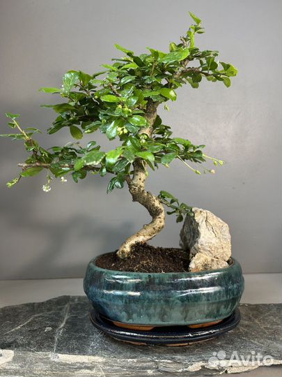 Дерево - Бонсай Кармона со скалой