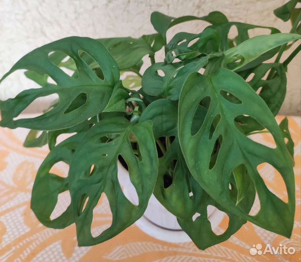 Монстера манки