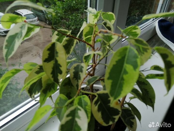 Фикус бенджамина