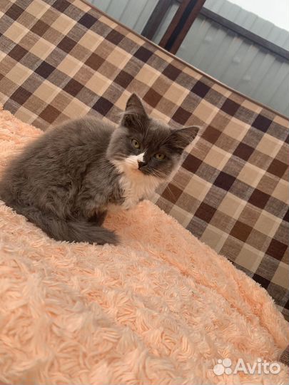 Кошка в дар