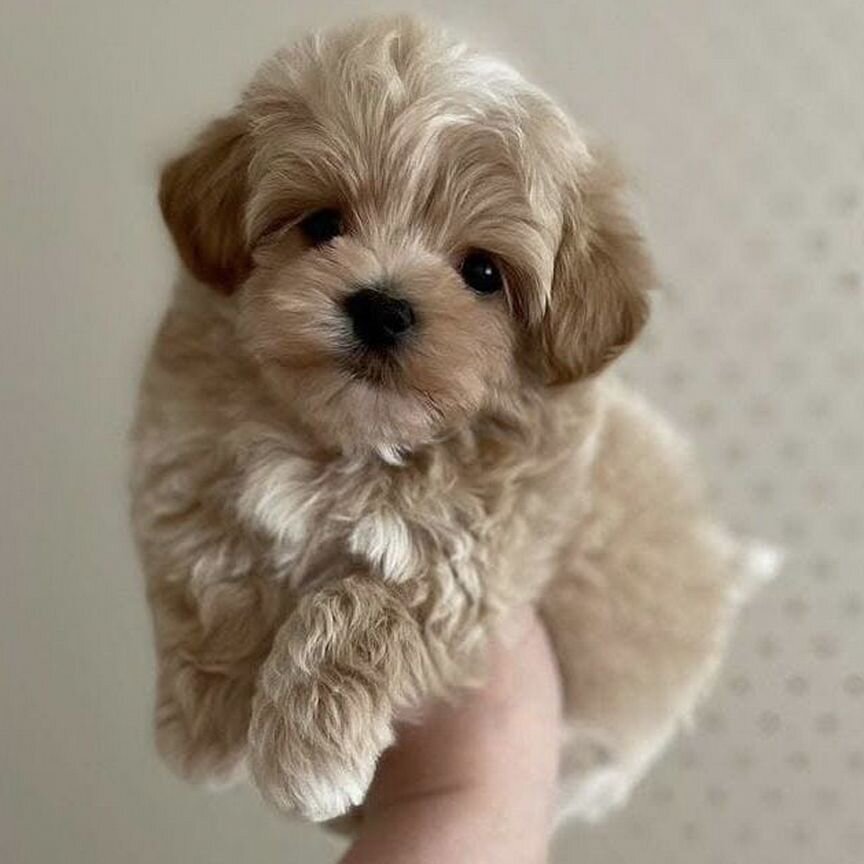 Мальтипу f1 микро. Maltipoo mini f1. Top Girl