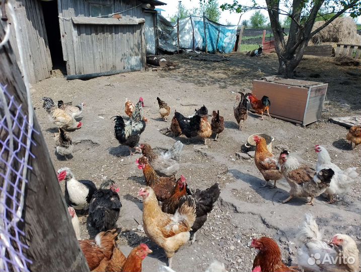 Куры несушки продам