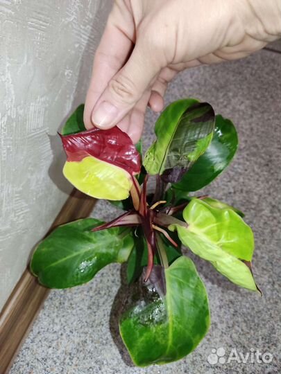 Филодендрон yellow flame