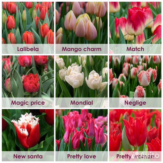 Тюльпаны Премиум Оптом Красноярск к 8 марта