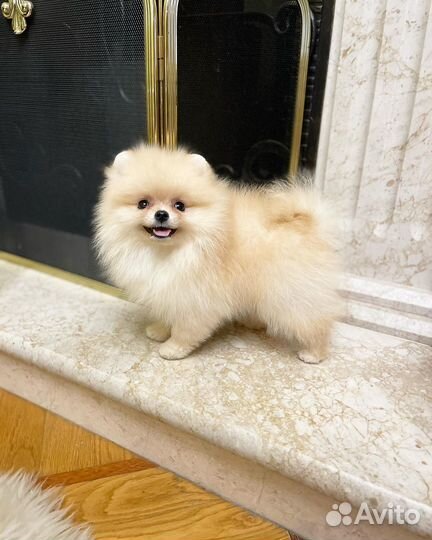 Шпиц малышка